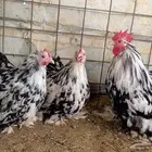 دجاج الكوشن القزم بوران فااخر
