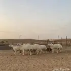 رخال حريات صنف الصنف