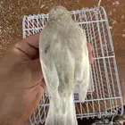 انثى كناري جاسب لون جميل جدا (تم البيع)