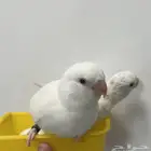 فروخ روز الابينو ذكية مدربة على خدع والحيل