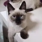 قطط قطه هملايا