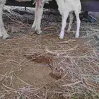 داغور دواغير رخله -تم البيع-