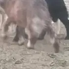 طلي طليان هرافى0تم البيع0