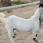 تيس للبيع