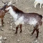 فحل اوشح