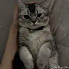 ذكر سكوتش ستريت للتزاوج
