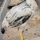 دجاج فارسي (حجازي) مواصفات