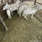 للبيع ضأن دفع مع فحل ثني