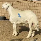 مشاريع صنف الصنف