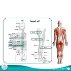 حجامه ورقية