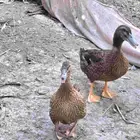 بط خضيري