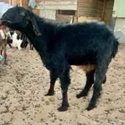 تيس فحل مشروط حار سنه موضح في الصورة