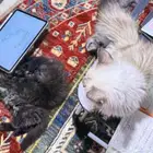 قطط للبيع هملايا وشيرازي