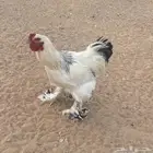 براهما كونك