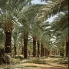 نخل للبيع بجميع انوعه ومقساته