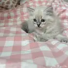 قطة همالايا فائقة الجمال للبيع