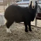 رخله نجدي