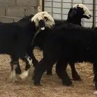 بهم نجدي( تم البيع)