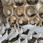 حمام فرنسي