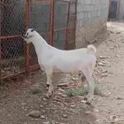 مشروع فحل بيشي