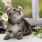 سكوتش فولد شورت هير - انثى