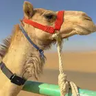 جهاز تتبع ( هجن - خيل - أغنام )