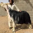 فحل نجدي صنف جرم