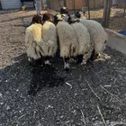 نعيم بلدي مع خدمة الذبح والتوصيل