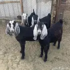 عنق