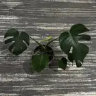 نباتات داخلية مونستيرا دليسيوزا (Monstera deliciosa)