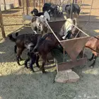 غنم عارضيه مع بهمهم ونعاج وفحل خروف 2 تيوس فحول
