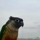 كنيور هدد داخلي وخارجي ننشببه (تممم اللببييع)