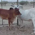 بقرة وحسيلة للبيع.