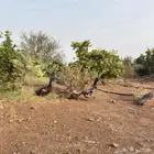 طقم بط خضيري شرشري