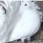 حمام رقاص هولندي حمام صنعاني