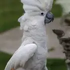 ببغاء كوكاتو اقل من سنة