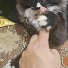 قط شيرازي أسود للتبني