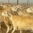 غنم حريات دفيع