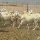 ما شاء الله وتبارك الله أعرض لكم غنم حريات دفيع مفاصيل شرط