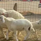 ما شاء الله وتبارك الله أعرض لكم غنم حريات خلفات حرش مراح