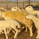 ما شاء الله وتبارك الله أعرض لكم غنم حريات خلفات طيبه