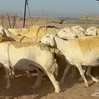 غنم حريات صنف جروم