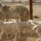 ما شاء الله وتبارك الله أعرض لكم غنم حريات خلفات ودفيع