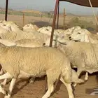 غنم حريات دفيع صنف