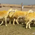 أعرض لكم اليوم غنم حريات رخال ضغط عالي شعر وجروم