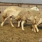 غنم حريات حرش دفيع