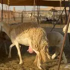 ما شاء الله وتبارك أعرض لكم غنم حريات ضغط عالي خلفات ودفيع
