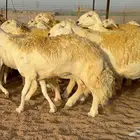 غنم حريات صنف الصنف