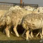 ما شاء الله وتبارك الله أعرض لكم غنم حريات دفيع مفاصيل شرط