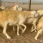 غنم حريات صنف